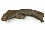 Theropod Dinosaur (Allosaurus) Femur - Bite Marks! #371504-1